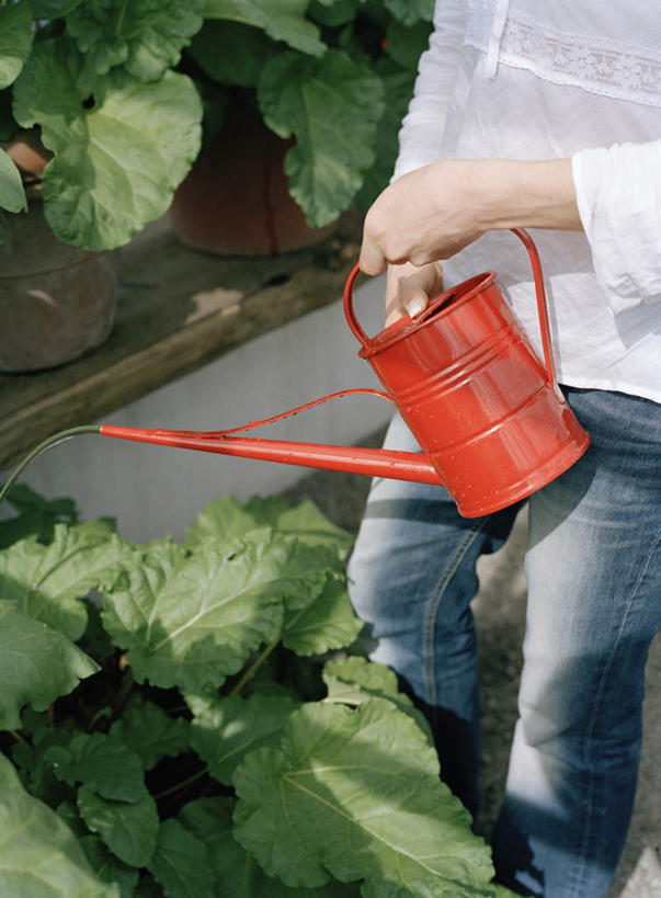 西方人,一个人,菜园,站,竖图,俯视,室外,白天,农作物,田园,植物,楼梯,欧洲,欧洲人,仅一个年轻女性,仅一个女性,仅一个人,握,服装,盆栽,阶梯,盆景,拿,拿着,休闲装,浇水,台阶,水壶,衣服,绿色,自然,站着,休闲,休闲服,握着,服饰,生长,成长,菜棚,田庄,地棚,年轻女性,女人,女性,白种人,站立,半身,彩图,高角度拍摄