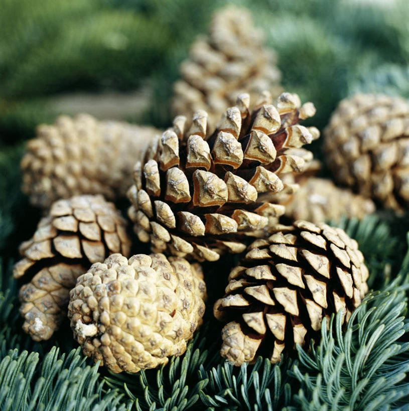 无人,竖图,俯视,室内,特写,白天,静物,圣诞节,一堆,堆叠,堆积,节日,庆祝,松果,文化,庆典,纪念,堆,彩图,高角度拍摄