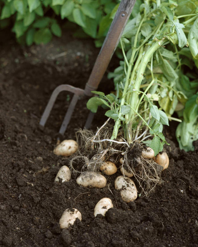 无人,菜园,竖图,俯视,室外,特写,白天,农作物,田园,蔬菜,土豆,静物,叶子,一堆,许多,堆积,新鲜,铲子,食品,绿叶,食物,嫩叶,有机食品,绿色食品,堆,菜棚,田庄,馍馍蛋,地棚,叶,叶片,洋芋,山药蛋,马铃薯,彩图,高角度拍摄