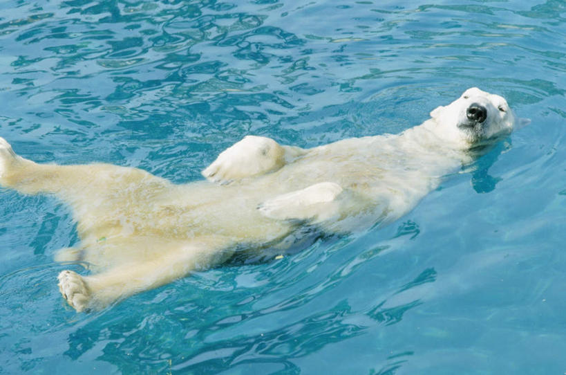 游泳,无人,体育馆,游泳池,动物园,横图,俯视,室内,特写,白天,纯洁,水,北极熊,野生动物,熊,波纹,水池,水面,泳池,一个,水纹,动物,波浪,可爱,童年,童趣,单个,游泳馆,凶猛,童真,烂漫,无邪,泅水,残暴,天真,凶残,白熊,彩图,高角度拍摄,全身