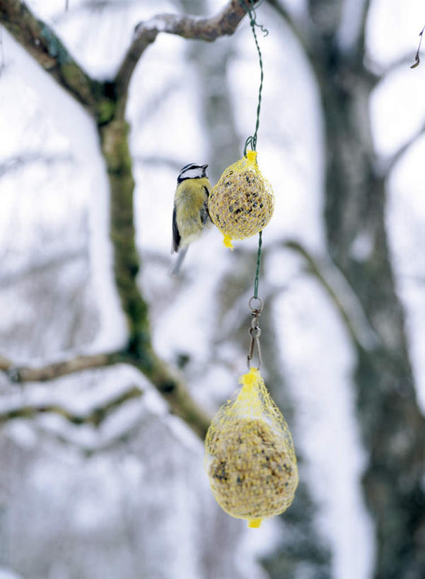无人,吃,竖图,室外,白天,正面,植物,鸟,朦胧,模糊,鸟类,山雀,云,云朵,云彩,球,树,树木,树枝,蓝色,绿色,白云,蓝天,天空,自然,天,生长,晴朗,成长,一支,晴空,嚼,食,彩图,全身