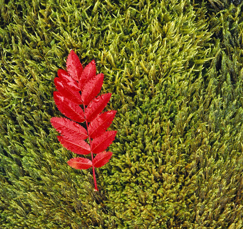 无人,横图,俯视,室外,特写,白天,草地,草坪,植物,静物,叶子,一片,枫叶,枯叶,落叶,草,黄色,红色,绿色,枫树叶,叶,叶片,彩图,高角度拍摄