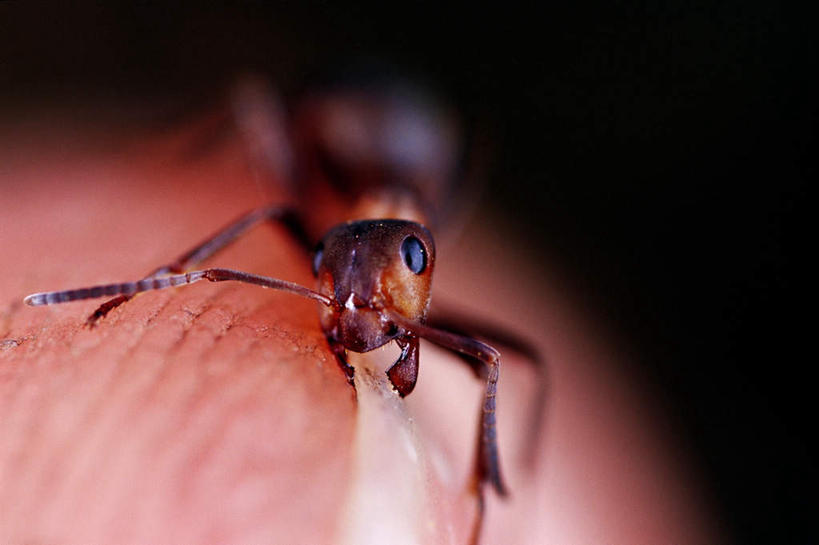 无人,横图,室外,特写,白天,正面,朦胧,模糊,昆虫,蚂蚁,注视,一只,动物,观察,看,观看,察看,关注,益虫,半身,彩图