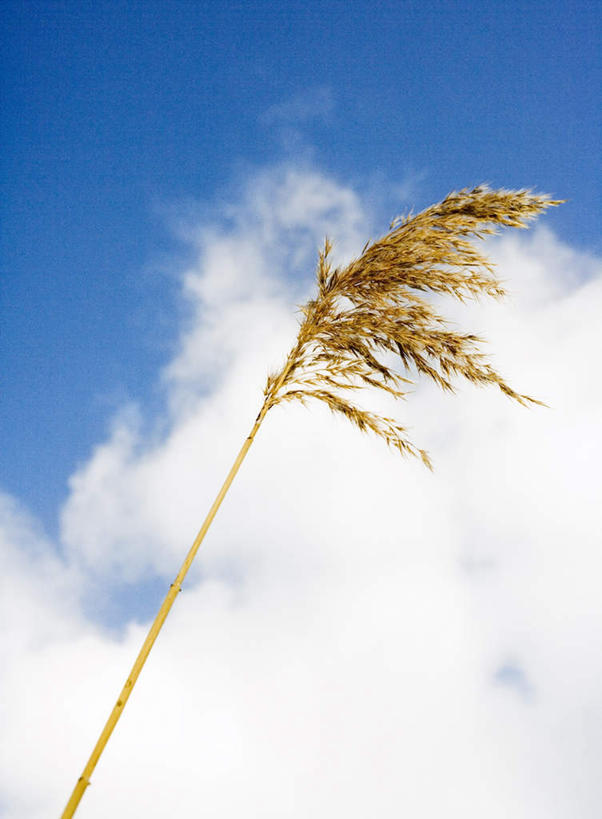无人,竖图,室外,特写,白天,仰视,静物,一根,阴影,光线,影子,云,云朵,谷物,水稻,云彩,稻,黄色,蓝色,白云,蓝天,天空,阳光,天,晴朗,晴空,彩图,低角度拍摄