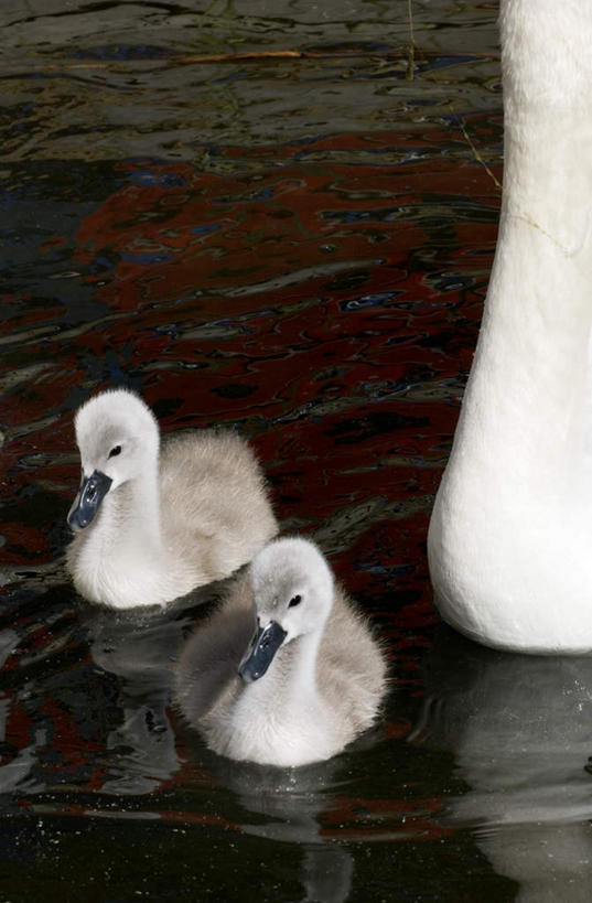 游泳,无人,竖图,俯视,室外,白天,河流,水,鸟,野生动物,天鹅,波纹,鸟类,池塘,河水,水池,水流,涟漪,白色,水纹,动物,波浪,两只,可爱,水晕,泅水,拍浮,鹄,彩图,高角度拍摄,全身