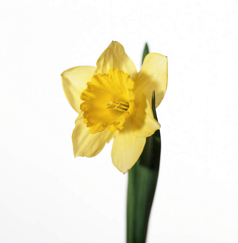 无人,竖图,室内,特写,白天,白色背景,正面,爱情,陶醉,水仙花,盛开,花蕾,花,花瓣,花朵,鲜花,一朵,黄色,花苞,花蕊,摄影,影棚,记忆,金盏银台,玉玲珑,女史花,雅蒜,天蒜,敬意,自恋,凌波仙子,水仙,天葱,彩图,影棚拍摄,拍摄