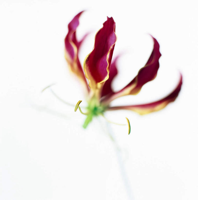 无人,竖图,室内,特写,白天,白色背景,正面,朦胧,模糊,盛开,花蕾,花,花瓣,花朵,鲜花,一朵,红色,花苞,花蕊,摄影,影棚,白鹤花,白玉簪,玉春棒,玉簪花,宽和,恬静,彩图,影棚拍摄,拍摄