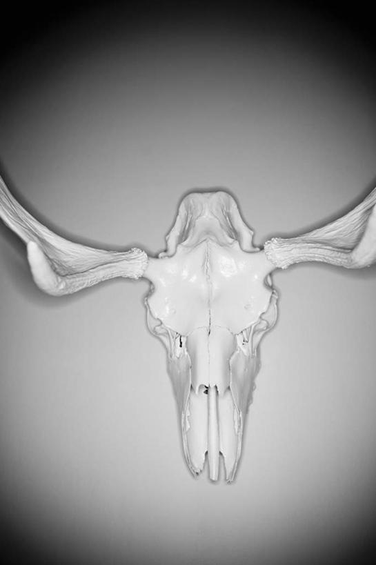颅骨,无人,竖图,俯视,黑白,室内,特写,白天,牛,野生动物,静物,灰色背景,动物,家畜,可爱,摄影,牲畜,活泼,影棚,头盖骨,高角度拍摄,影棚拍摄,拍摄