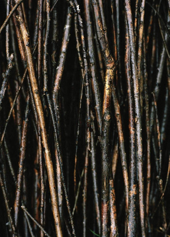 无人,竖图,室外,特写,白天,正面,一堆,许多,阴影,堆叠,堆积,朦胧,模糊,光线,影子,墙,褐色,枝条,墙壁,墙面,树枝,阳光,堆,彩图