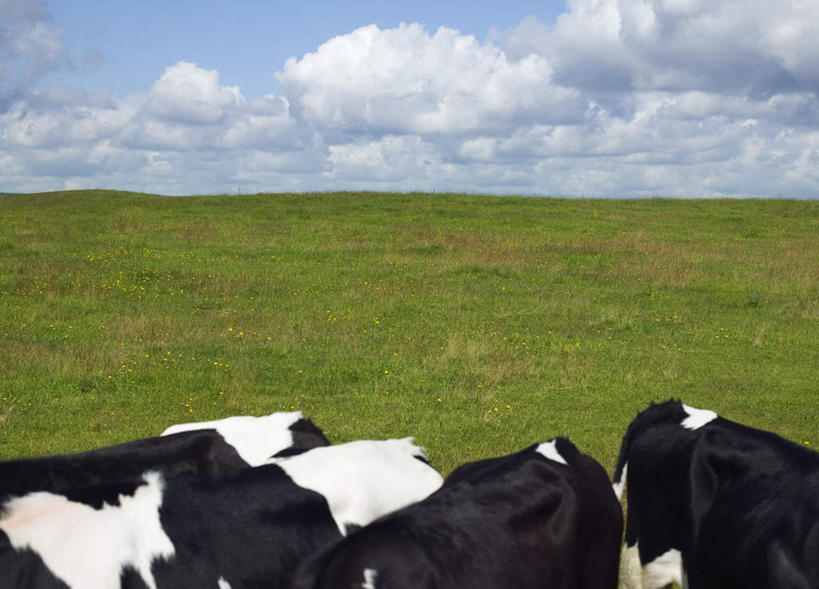 无人,站,横图,俯视,室外,白天,旅游,度假,草地,草坪,美景,植物,牛,野生动物,阴影,光线,影子,景观,云,云朵,云彩,娱乐,草,蓝色,绿色,白云,蓝天,天空,阳光,自然,动物,天,站着,享受,休闲,家畜,景色,放松,可爱,四头,牲畜,活泼,自然风光,奶牛,站立,彩图,高角度拍摄
