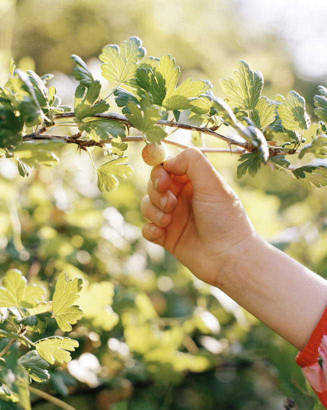 西方人,儿童,手,一个人,竖图,室外,特写,白天,正面,纯洁,草地,草坪,树林,植物,浆果,黑加仑,水果,欧洲,欧洲人,仅一个女性,仅一个人,许多,握,阴影,朦胧,模糊,新鲜,光线,影子,生食,食品,果实,拿,拿着,草,树,树木,食物,小孩,绿色,阳光,自然,采,仅一个小孩,手部,可爱,童年,童趣,握着,有机食品,绿色食品,生长,成长,童真,烂漫,无邪,天真,女孩,女人,女性,白种人,孩子,黑穗醋栗,黑豆果,黑醋栗,醋栗,半身,彩图,女生