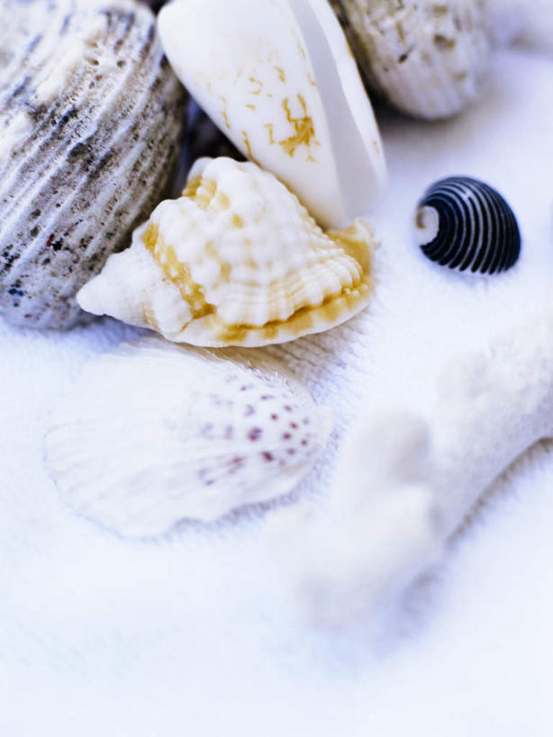 无人,竖图,俯视,室内,白天,白色背景,贝壳,一堆,许多,堆叠,堆积,毛巾,摄影,影棚,堆,贝类外壳,海螺壳,软体动物外壳,彩图,高角度拍摄,影棚拍摄,拍摄