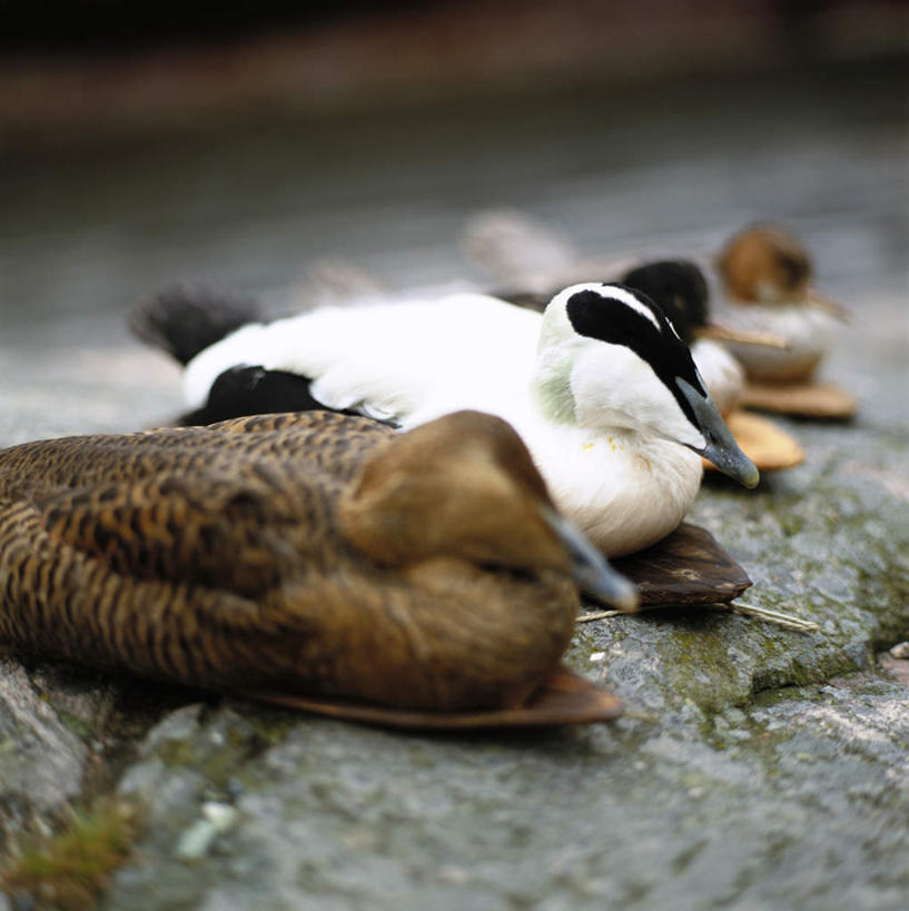 无人,躺,方图,室外,白天,正面,石头,野生动物,四只,木制,鸭,标本,木板,石子,棕色,地面,黄色,白色,动物,木制品,垫子,可爱,四块,活泼,死亡,殒命,灭亡,石块,岩石,躺着,彩图