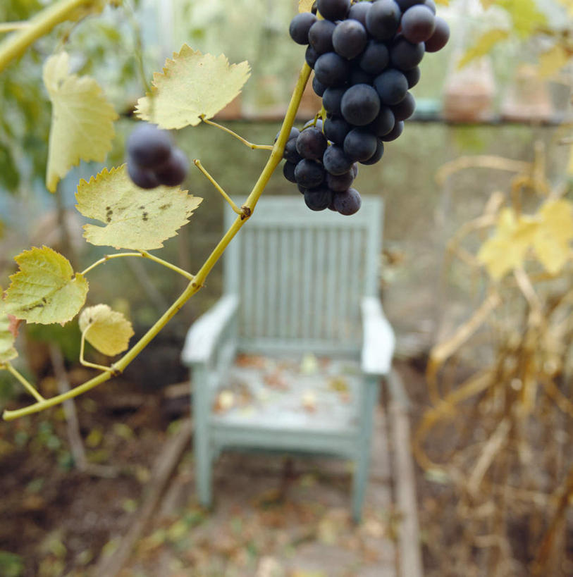 无人,菜园,竖图,俯视,室内,白天,农作物,田园,葡萄,水果,叶子,椅子,一把,一串,许多,新鲜,木制,暖棚,木椅,生食,食品,果实,绿叶,食物,紫色,白色,木制品,嫩叶,有机食品,绿色食品,葡萄藤,菜棚,田庄,叶,叶片,山葫芦,蒲桃,草龙珠,彩图,高角度拍摄