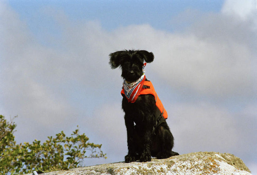 无人,蹲,横图,室外,白天,正面,石头,宠物,狗,叶子,一块,许多,戴,阴影,装饰,光线,石子,影子,云,云朵,绿叶,梗犬,雪纳瑞,云彩,注视,一只,黄色,红色,蓝色,白色,黑色,白云,蓝天,天空,阳光,动物,围巾,天,观察,看,温暖,嫩叶,可爱,晴朗,围脖,观看,保暖,华丽,点缀,戴着,察看,御寒,关注,雪纳瑞犬,忠诚,衬托,美观,雅致,雅观,雪纳瑞狗,巨型雪纳瑞,叶,叶片,石块,晴空,犬,蹲着,彩图,全身