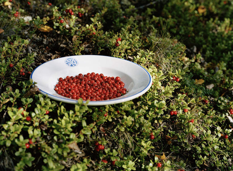 无人,横图,俯视,室外,特写,白天,草地,草坪,植物,餐具,水果,许多,阴影,新鲜,光线,碟子,盘,影子,陶瓷,生食,食品,果实,陶瓷制品,草,食物,一个,红色,绿色,阳光,盘子,碟,有机食品,绿色食品,单个,温普,牙疙瘩,越橘,进餐用具,烹调用具,彩图,高角度拍摄