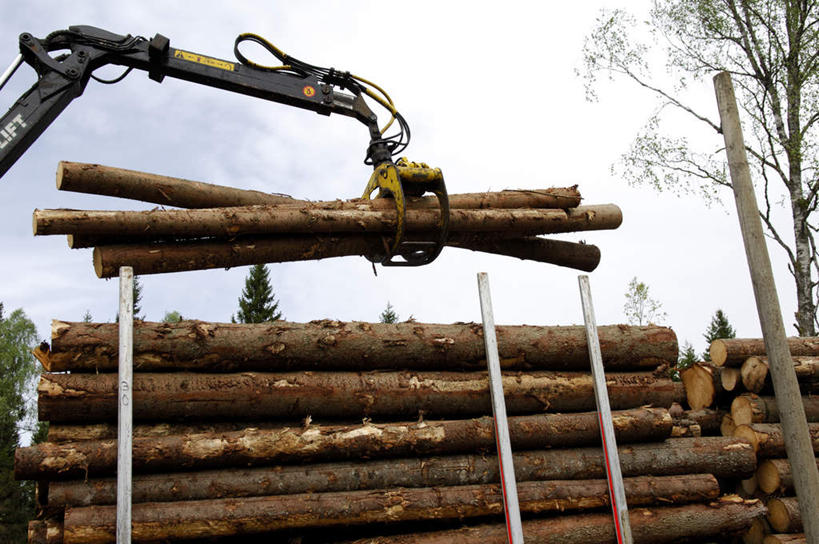 无人,横图,室外,白天,正面,植物,金属制品,一排,整齐,金属,树桩,爪子,树,树木,树枝,排列,黄色,蓝色,绿色,蓝天,天空,自然,天,抓,生长,晴朗,成长,堆,挖掘机,抓着,队列,万里无云,晴空,晴空万里,彩图