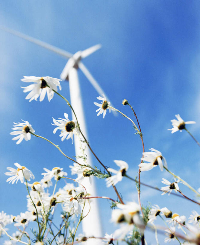 无人,竖图,室外,白天,仰视,自由,幸福,农业,风力发电机,风车,瑞典,欧洲,许多,环保,盛开,电力,云,云朵,波斯菊,花蕾,云彩,设备,花,花瓣,花朵,鲜花,蓝色,白色,白云,蓝天,天空,天,花苞,花蕊,清洁,发电,机械,菊花,工业,大波斯菊,能源,晴朗,吉祥,资源,风力机,斯堪的纳维亚,北欧,斯堪的纳维亚半岛,利用,低碳,高洁,秋英,格桑花,秋樱,扫帚梅,八瓣梅,初恋,多情,瑞典王国,风力发电,晴空,彩图,低角度拍摄,时光
