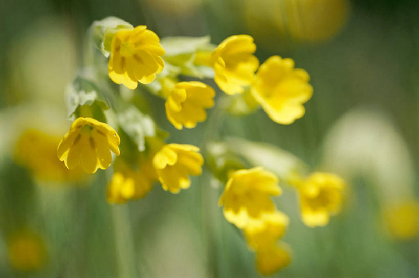 无人,横图,室外,特写,白天,正面,美景,报春花,叶子,阴影,朦胧,模糊,盛开,光线,影子,景观,绿叶,花蕾,花,花瓣,花朵,鲜花,黄色,阳光,自然,花苞,花蕊,嫩叶,景色,自然风光,樱草,独一,仅有,唯一,唯有,惟一,惟有,黄花九轮草,莲香报春花,年景花,四季报春,叶,叶片,彩图