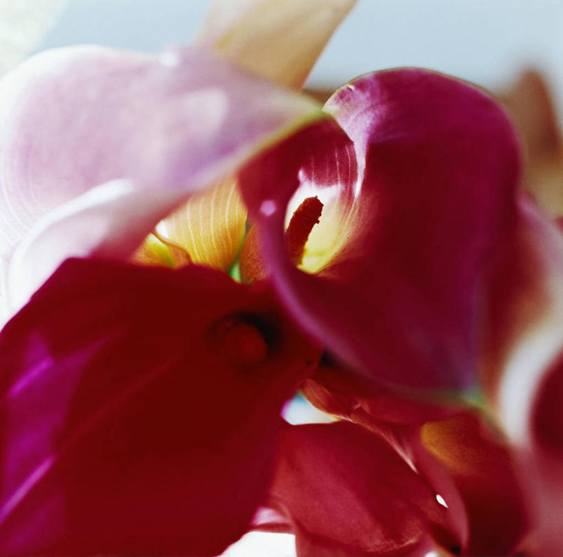 无人,横图,室内,特写,白天,正面,许多,阴影,朦胧,模糊,盛开,反射,影子,很多,花蕾,花,花瓣,花朵,鲜花,红色,花苞,花蕊,高雅,淡泊,花中君子,兰花,彩图