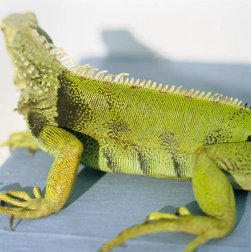 无人,竖图,俯视,室内,特写,白天,野生动物,蜥蜴,阴影,朦胧,模糊,反射,鬣蜥,影子,一只,绿色,动物,趴着,绿鬣蜥,石龙子,泉龙,猪婆蛇,四脚蛇,蜴,趴,抬头,仰头,半身,彩图,高角度拍摄