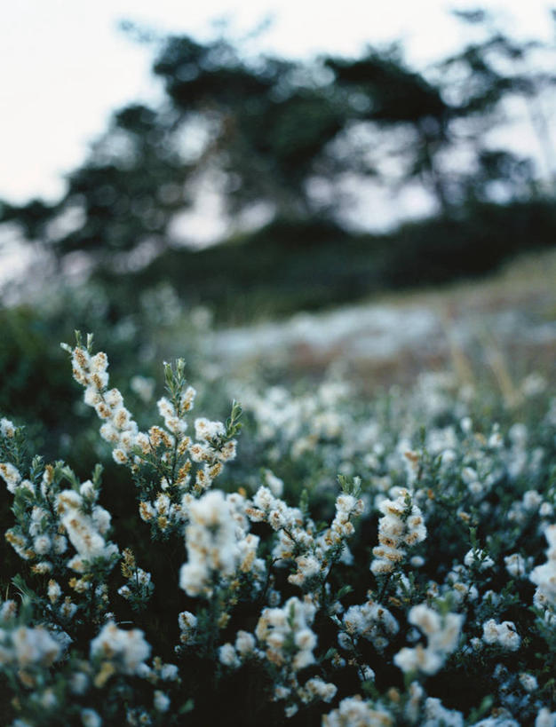 无人,竖图,室外,白天,正面,旅游,度假,草地,草坪,花海,花圃,美景,森林,树林,植物,叶子,朦胧,模糊,盛开,景观,花蕾,娱乐,草,花,花瓣,花朵,花卉,鲜花,树,树木,绿色,白色,自然,花丛,花束,花田,花苞,花蕊,享受,休闲,景色,放松,生长,成长,庄重,自然风光,威严,扇骨木,石南,石南花,石楠,石楠花,孤独,彩图