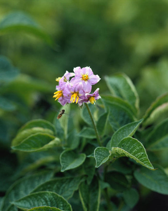 无人,竖图,室外,特写,白天,正面,美景,蜜蜂,叶子,朦胧,模糊,盛开,昆虫,景观,绿叶,花蕾,花,花瓣,花朵,鲜花,一只,自然,动物,花苞,花蕊,嫩叶,景色,自然风光,采蜜,益虫,一株,叶,叶片,彩图,全身