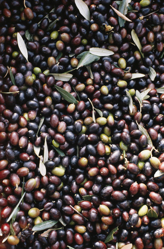 无人,竖图,俯视,室内,特写,白天,橄榄,水果,叶子,一堆,许多,阴影,堆叠,堆积,新鲜,反射,影子,生食,食品,果实,绿叶,很多,食物,嫩叶,有机食品,绿色食品,堆,黑橄榄,乌橄榄,乌榄,油橄榄,叶,叶片,青果,白榄,彩图,高角度拍摄