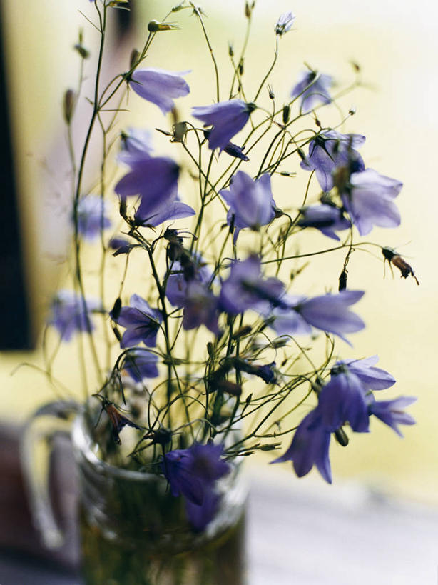 无人,竖图,室内,特写,白天,正面,爱情,智慧,窗户,风信子,花瓶,阴影,朦胧,模糊,艺术,盛开,反射,影子,花蕾,文化,玻璃窗,玻璃制品,花,花瓣,花朵,鲜花,一个,紫色,插花,玻璃瓶,瓶子,花苞,花蕊,单个,悲伤,喜悦,插花艺术,创造,风信花,创作,怀念,想象,悲哀,西洋水仙,彩图