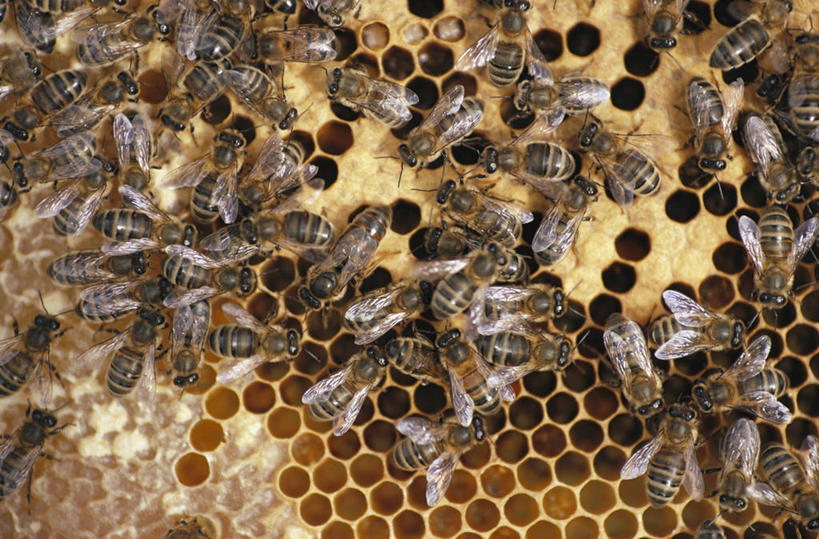 蜂蜜,无人,横图,俯视,室内,特写,白天,蜜蜂,一群,许多,朦胧,模糊,昆虫,蜂巢,蜂窝,很多,停留,动物,停止,采蜜,花蜜,益虫,止痛,解毒,逗留,停顿,冬酿,石蜜,彩图,高角度拍摄,全身