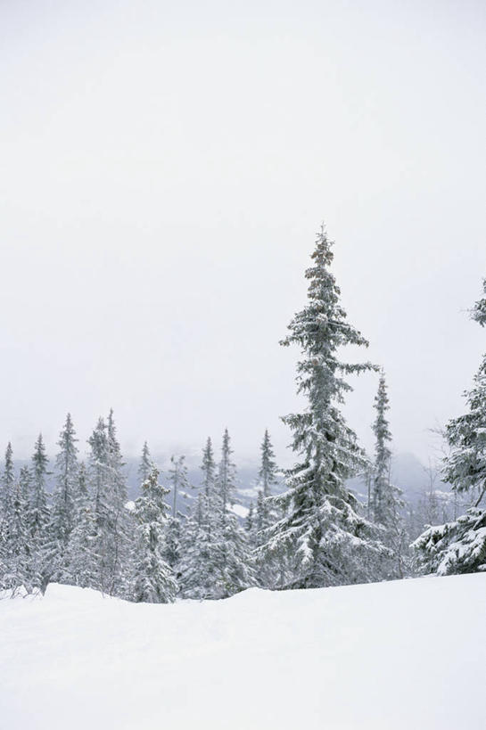 无人,竖图,室外,白天,正面,旅游,度假,美景,树林,雪,植物,大雪,积雪,景观,雪景,冬季,冬天,娱乐,树,树木,绿色,天空,自然,天,享受,休闲,景色,放松,寒冷,生长,成长,自然风光,云杉,严寒,粗皮云杉,粗枝云杉,大果云杉,针叶树,彩图