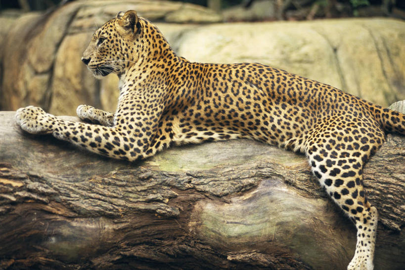 无人,坐,横图,室外,白天,侧面,美景,植物,野生动物,景观,树桩,注视,树,树干,树木,一只,绿色,自然,动物,观察,看,木桩,景色,生长,成长,观看,察看,关注,自然风光,美洲豹,凶猛,美洲虎,残暴,凶残,坐着,半身,彩图