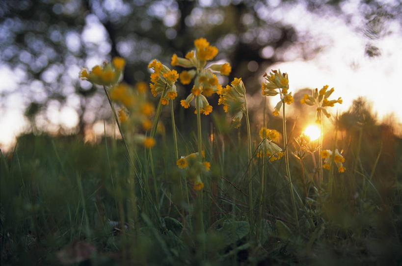 无人,横图,室外,白天,正面,旅游,度假,草地,草坪,花海,花圃,美景,日落,植物,报春花,叶子,朦胧,模糊,盛开,景观,晚霞,霞光,落日,花蕾,娱乐,草,花,花瓣,花朵,花卉,鲜花,树,树木,黄色,绿色,自然,黄昏,花丛,花束,花田,花苞,花蕊,享受,休闲,景色,彩霞,放松,生长,成长,自然风光,樱草,独一,仅有,唯一,唯有,惟一,惟有,夕照,薄暮,黄花九轮草,莲香报春花,年景花,四季报春,夕阳,彩图,傍晚,斜阳