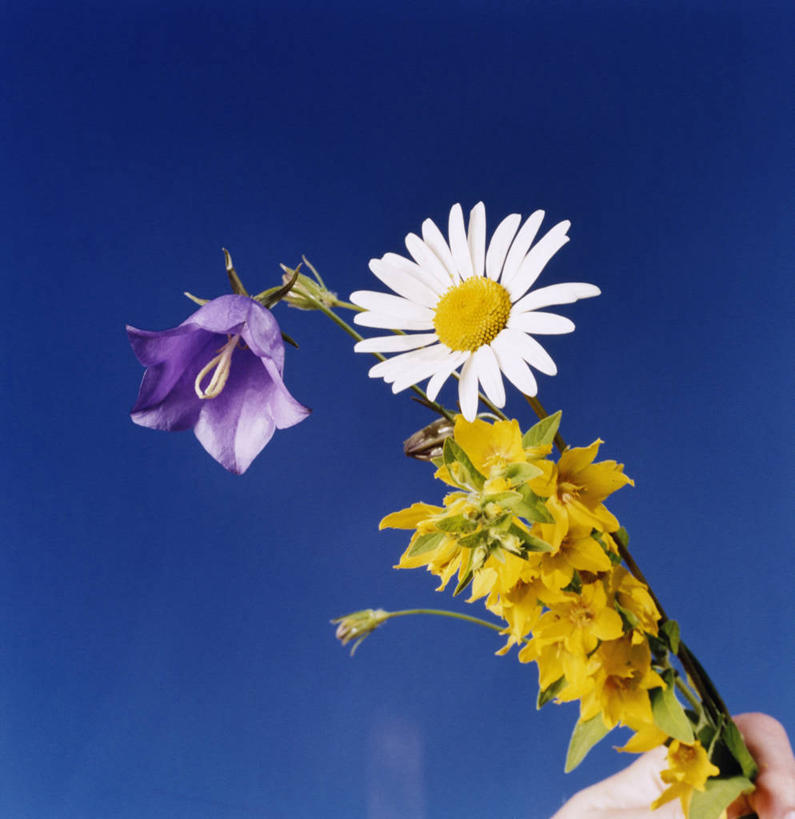 无人,竖图,室外,特写,白天,仰视,爱情,快乐,幸福,美景,风信子,阴影,盛开,光线,影子,景观,玛格丽特,花蕾,雏菊,花,花瓣,花朵,鲜花,两朵,蓝色,紫色,蓝天,天空,阳光,自然,天,花苞,花蕊,菊花,景色,活力,晴朗,希望,悲伤,喜悦,坚强,风信花,自然风光,怀念,和平,离别,万里无云,延命菊,幸福花,春菊,马兰头花,悲哀,暗恋,纯情,单恋,天真,西洋水仙,晴空,晴空万里,彩图,低角度拍摄,愉快