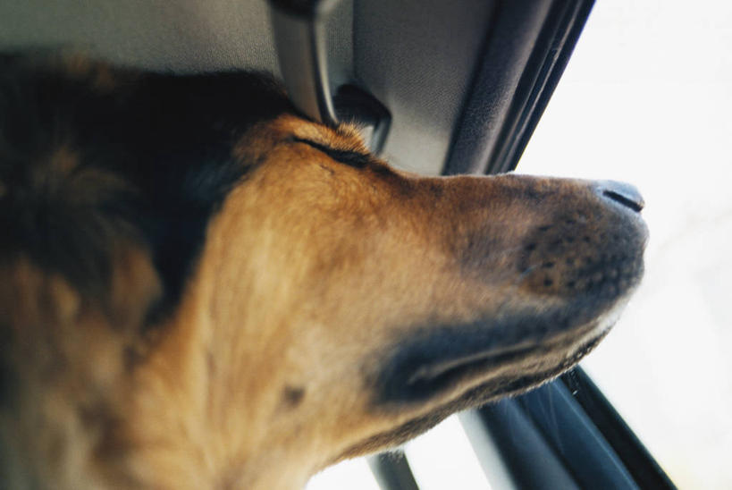 头,无人,闭眼,横图,室内,特写,白天,仰视,窗户,汽车,宠物,狗,一辆,阴影,反射,影子,玻璃窗,车,一只,动物,车窗,交通工具,轿车,可爱,牧羊犬,德国牧羊犬,载具,忠诚,德国狼犬,黑背,头部,犬,闭眼睛,闭着眼,闭着眼睛,半身,彩图,低角度拍摄