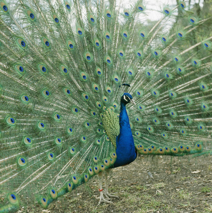 无人,竖图,室外,白天,正面,美景,孔雀,鸟,野生动物,瑞典,欧洲,阴影,鲜艳,光线,鸟类,影子,景观,首都,美丽,注视,漂亮,一只,阳光,自然,动物,观察,看,景色,可爱,活泼,观看,保护,吉祥,察看,优美,斯堪的纳维亚,关注,自然风光,北欧,斯德哥尔摩,斯堪的那维亚,斯堪的那维亚半岛,斯堪的纳维亚半岛,华贵,善良,防御,艳丽,孔雀开屏,首府,越鸟,百鸟之王,示威,瑞典王国,斑斓,瑰丽,娇艳,锦绣,奇丽,求偶,斯德哥尔摩省,半身,彩图,动物园岛,斯堪森博物馆