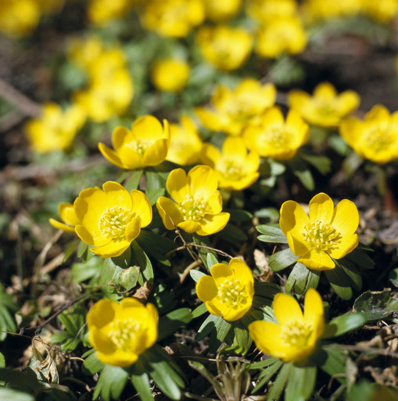 无人,竖图,俯视,室外,特写,白天,花海,花圃,植物,叶子,许多,阴影,朦胧,模糊,盛开,光线,影子,毛茛,草药,药草,花蕾,中药,花,花瓣,花朵,花卉,鲜花,黄色,绿色,阳光,花丛,花束,花田,花苞,花蕊,药材,中草药,中药材,本草,老虎脚爪草,鱼疔草,菟葵,冬乌头,彩图,高角度拍摄