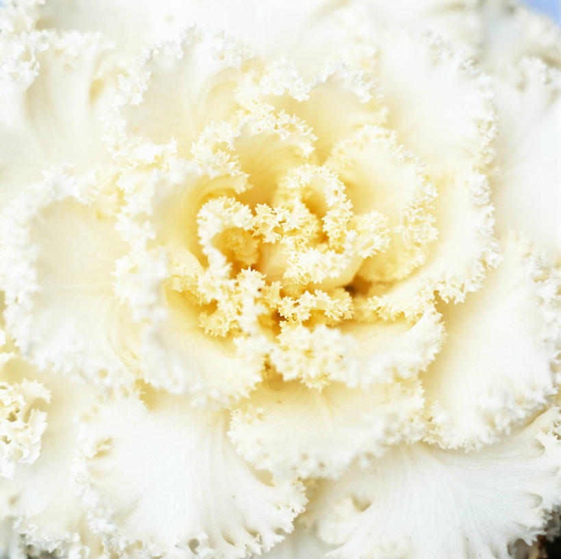 无人,横图,室内,特写,白天,正面,微距,蔬菜,椰菜,卷心菜,阴影,新鲜,透明,反射,影子,食品,辉煌,食物,一个,黄色,健康,甘蓝,活泼,有机食品,绿色食品,单个,希望,暖色,光辉,光明,功名,轻快,甘蓝菜,结球甘蓝,甘兰,包心菜,彩图,微距摄影,圆白菜