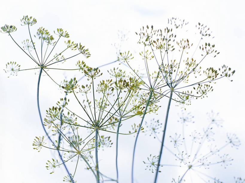 无人,横图,室内,特写,白天,白色背景,正面,阴影,反射,影子,调味,香料,佐料,摄影,影棚,配料,莳萝,作料,洋茴香,土茴香,彩图,影棚拍摄,拍摄