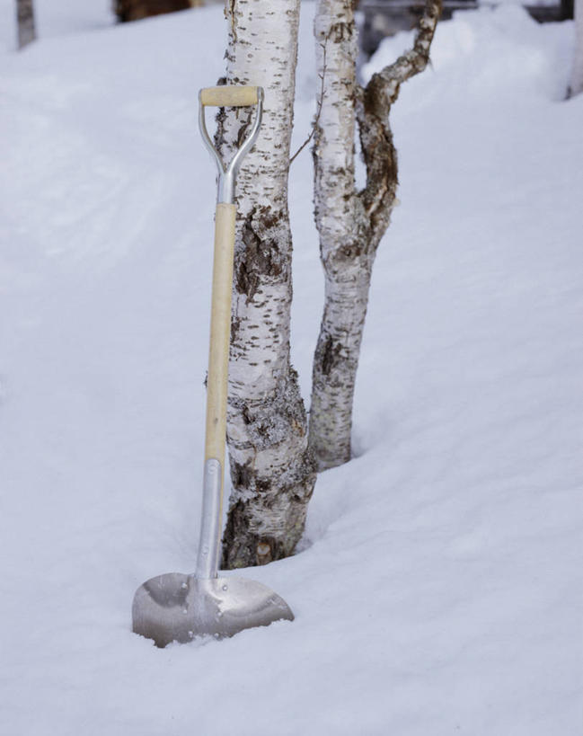 无人,竖图,俯视,室外,特写,白天,美景,雪,植物,大雪,阴影,光线,影子,积雪,景观,雪景,冬季,冬天,树,树木,绿色,阳光,自然,景色,寒冷,白桦,生长,成长,自然风光,严寒,除雪板,除雪铲,清雪板,清雪铲,扫雪板,扫雪铲,推雪板,推雪铲,桦树,桦皮树,桦木,彩图,高角度拍摄