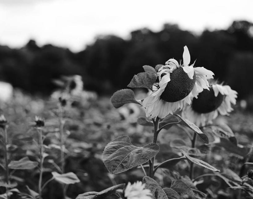 无人,横图,黑白,室外,白天,正面,爱情,幸福,花海,花圃,美景,树林,太阳,植物,向日葵,叶子,朦胧,模糊,盛开,景观,花蕾,花,花瓣,花朵,花卉,鲜花,树,树木,绿色,自然,花丛,花束,花田,花苞,花蕊,景色,生长,成长,自然风光,光辉,沉默,忠诚,勇敢,投缘,爱慕,高傲,朝阳花,葵花,望日莲,向阳花,转日莲