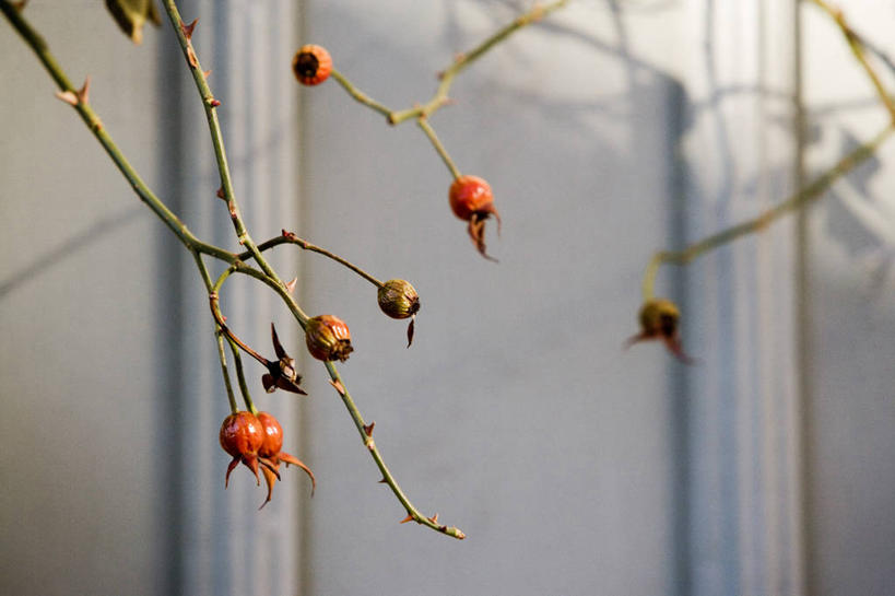 无人,横图,室外,特写,白天,正面,美景,植物,阴影,朦胧,模糊,光线,影子,墙,景观,果实,枝条,墙壁,墙面,树,树木,树枝,白色,阳光,自然,果肉,景色,自然风光,蔷薇果,玫瑰果,虬枝,枝杈,彩图