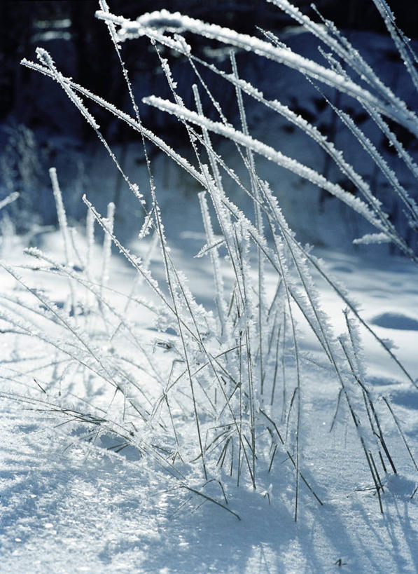 无人,竖图,俯视,室外,特写,白天,草地,草坪,美景,植物,阴影,朦胧,模糊,光线,影子,冰,景观,冬季,冬天,草,绿色,阳光,自然,景色,寒冷,冰冷,自然风光,雾凇,严寒,冰凉,酷寒,凛冽,凛凛,极冷,树挂,彩图,高角度拍摄