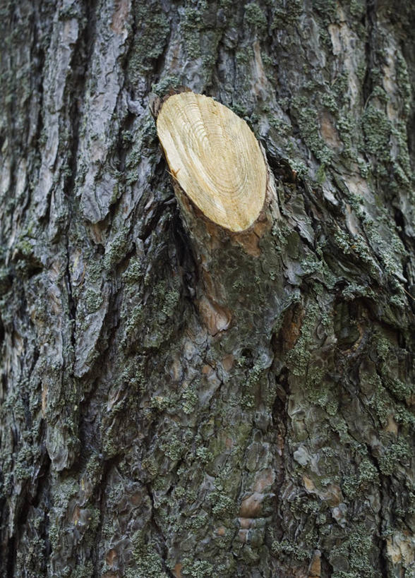 无人,竖图,室内,特写,白天,正面,植物,切开,圆环,圆圈,枝条,年轮,树,树木,树枝,切,年龄,环状,剖面,切面,周期,年数,虬枝,枝杈,彩图