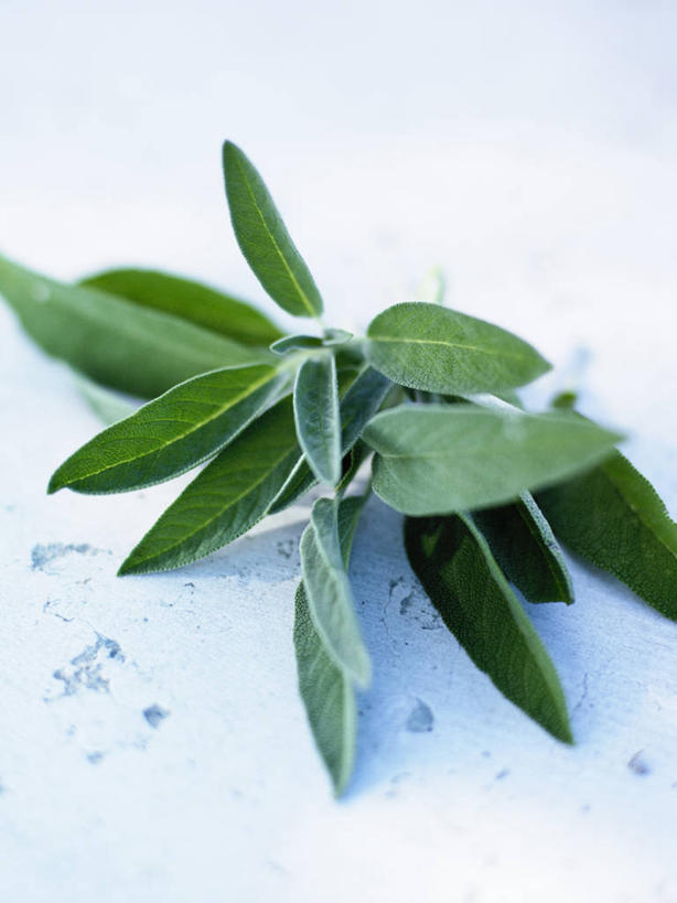 无人,家庭,竖图,俯视,室内,特写,白天,智慧,植物,桌面,桌子,阴影,反射,影子,大理石,草药,药草,中药,鼠尾草,药材,中草药,中药材,本草,理性,大理石制品,彩图,高角度拍摄