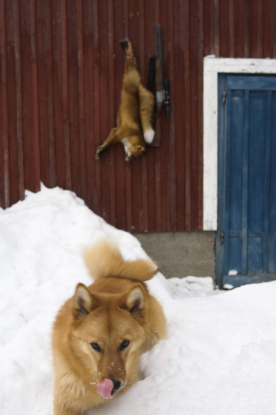 无人,家,竖图,室外,白天,正面,竞争,雪,大雪,门,宠物,狗,狐狸,野生动物,瑞典,欧洲,一把,吊挂,对抗,悬挂,冲突,枪,房屋,屋子,草屋,积雪,雪景,冬季,冬天,挂,破坏,住宅,一只,动物,门框,茅草屋,趴着,猎枪,武器,寒冷,可爱,战争,损坏,攻击,威胁,斯堪的纳维亚,对立,矛盾,兵器,北欧,斯堪的纳维亚半岛,防御,狡猾,忠诚,敌对,挫败,斗争,抗拒,抗衡,杀伤,威慑,严寒,狡诈,瑞典王国,危险,犬,趴,彩图,房子,茅舍,茅屋,小屋