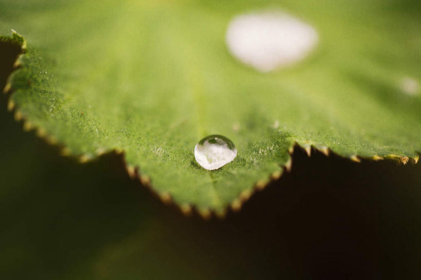 无人,横图,俯视,室外,特写,白天,水,植物,静物,叶子,瑞典,欧洲,纹理,液体,水滴,绿叶,绿色,嫩叶,斯堪的纳维亚,北欧,斯堪的纳维亚半岛,肌理,瑞典王国,叶,叶片,叶脉,彩图,高角度拍摄