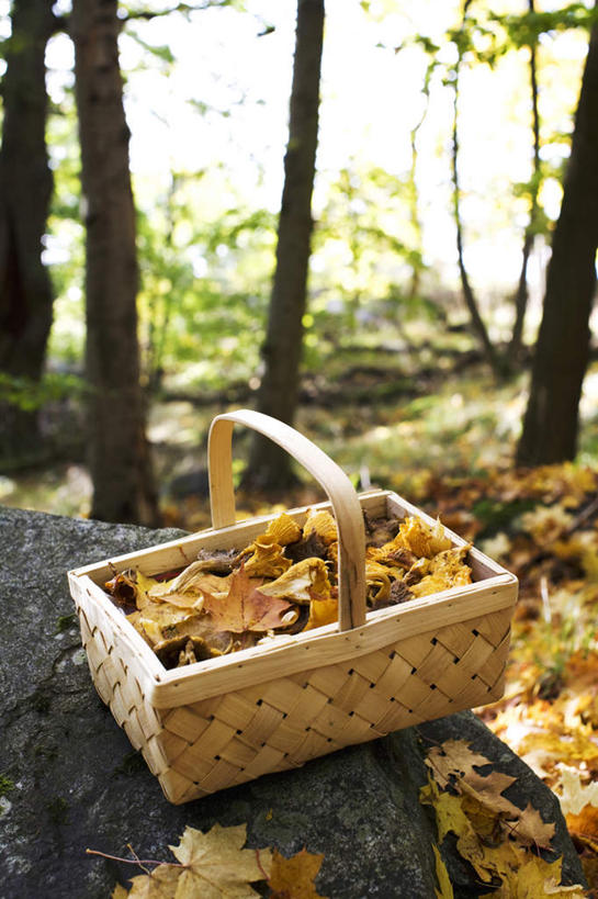 无人,竖图,俯视,室外,特写,白天,草地,石头,植物,叶子,阴影,朦胧,模糊,光线,篮子,石子,影子,枯叶,落叶,竹扁,草,树,树木,绿色,阳光,自然,生长,竹编,成长,叶,叶片,石块,岩石,彩图,高角度拍摄