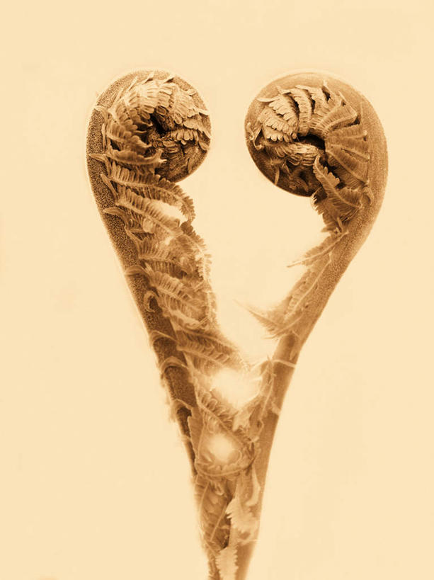 无人,竖图,室外,特写,白天,正面,爱情,叶子,爱心,墙,褐色,浪漫,墙壁,墙面,两个,温暖,温馨,心形,恩爱,蕨类,和睦,心型,彩图,融洽