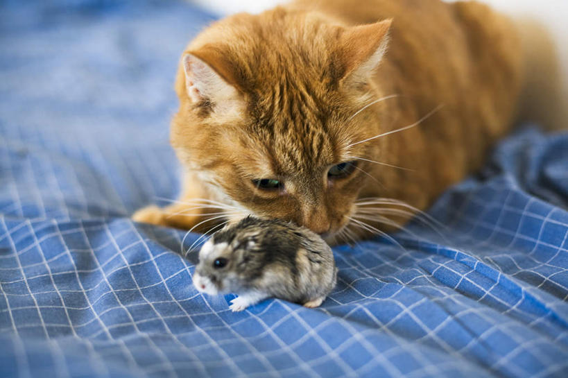 无人,横图,俯视,室内,白天,游戏,床,宠物,猫,仓鼠,双人床,床单,玩,娱乐,被子,黄色,动物,两只,休闲,可爱,摄影,影棚,活动,被单,发泄,消遣,智力,猫咪,宣泄,搬仓鼠,腮鼠,玩耍,嬉戏,彩图,高角度拍摄,影棚拍摄,拍摄